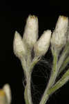 Heller's cudweed